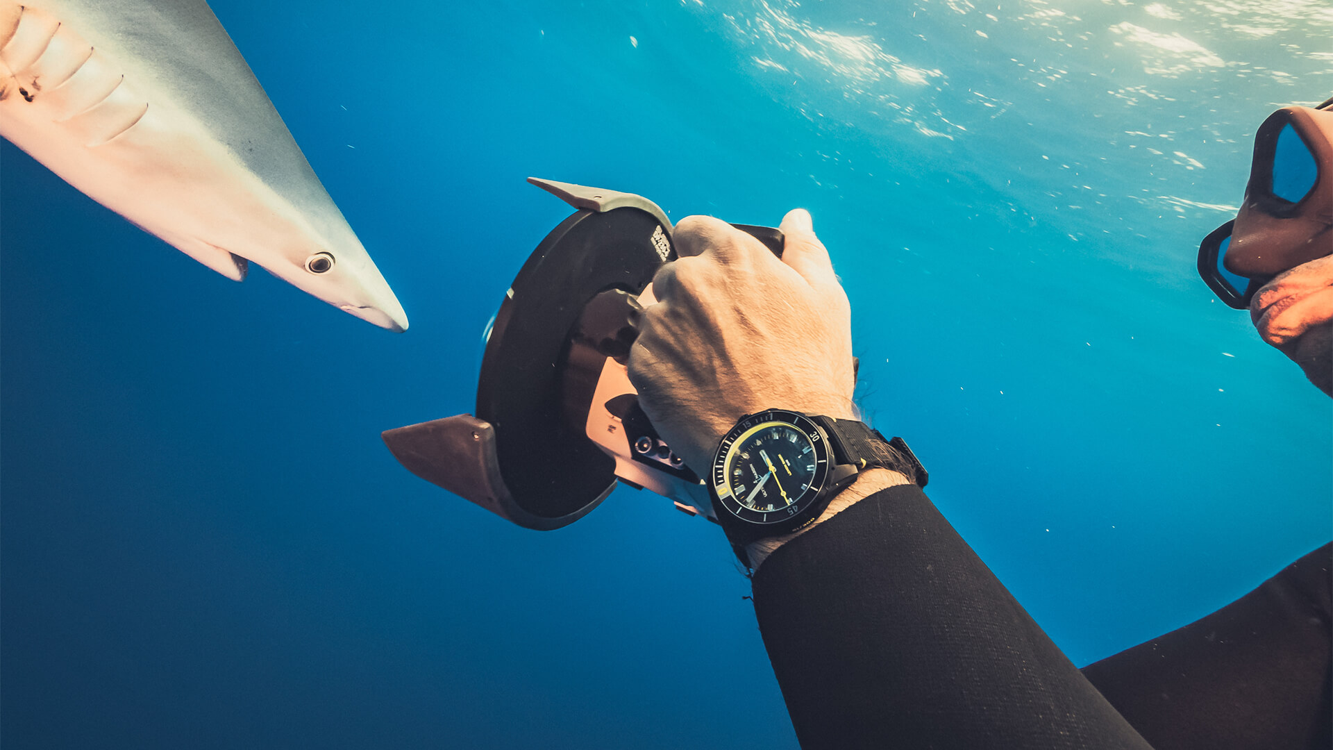Diver 42mm - Lemon Shark