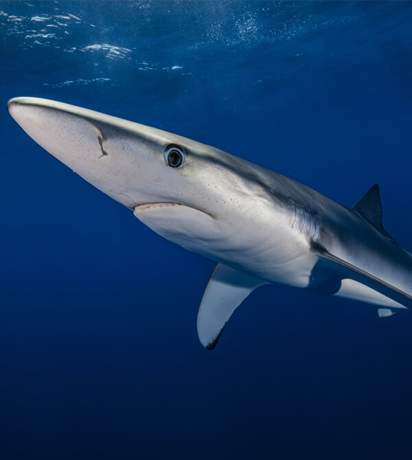 Shark underwater