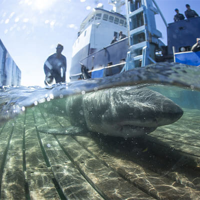 Ocearch